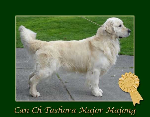 Can Ch Tashora Major Majong