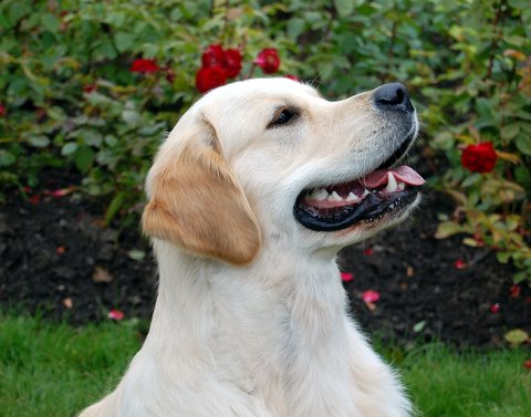 Kuva/picture Marika Korajoki